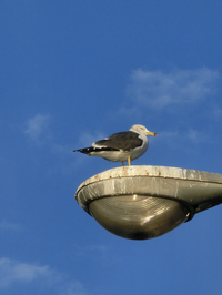 三崎港のカモメ
